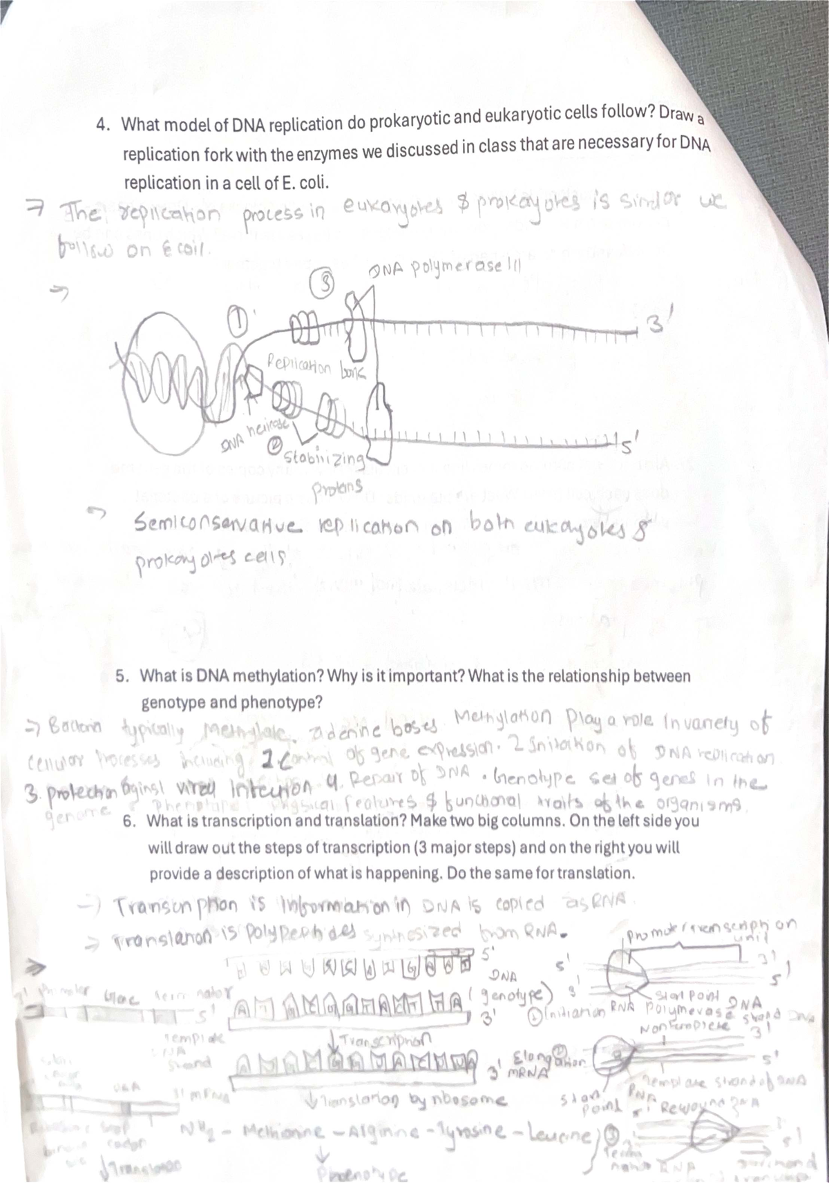 4. DNA Replication Models in Prokaryotes & Eukaryotes: A Study Guide ...