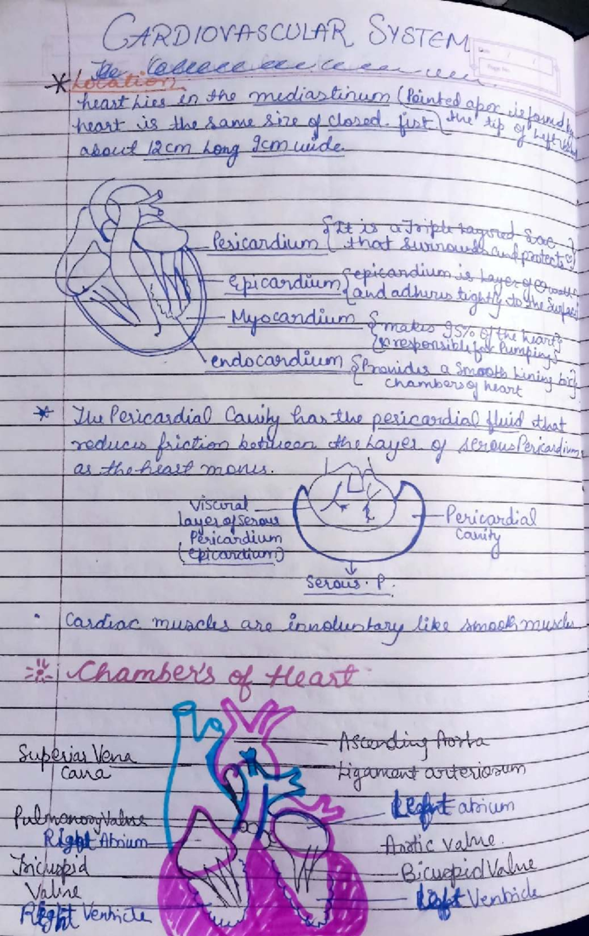 Cardiovascular System Overview: Key Concepts and Functions - Studocu