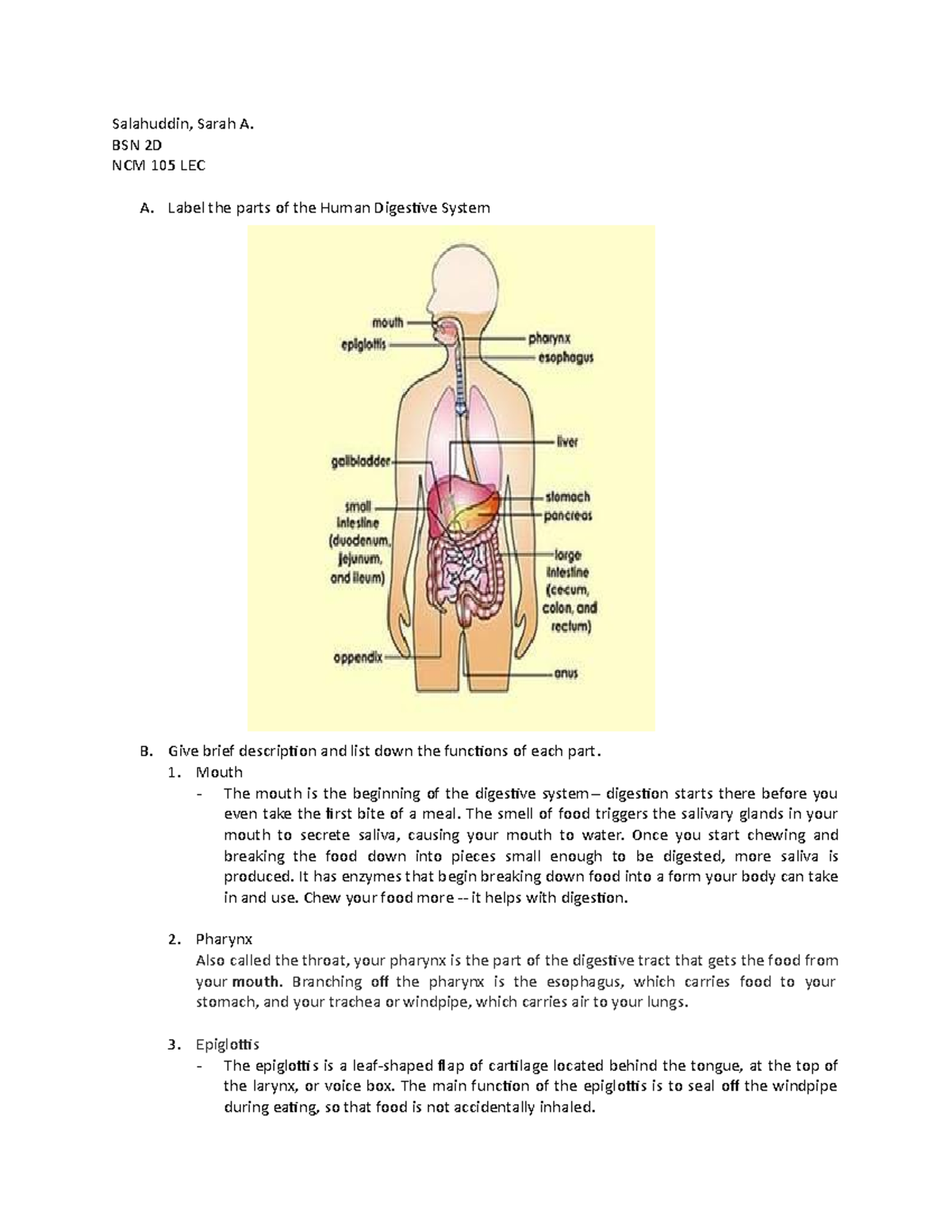 Human Digestive System Overview - NCM 105 LEC Notes - Studocu