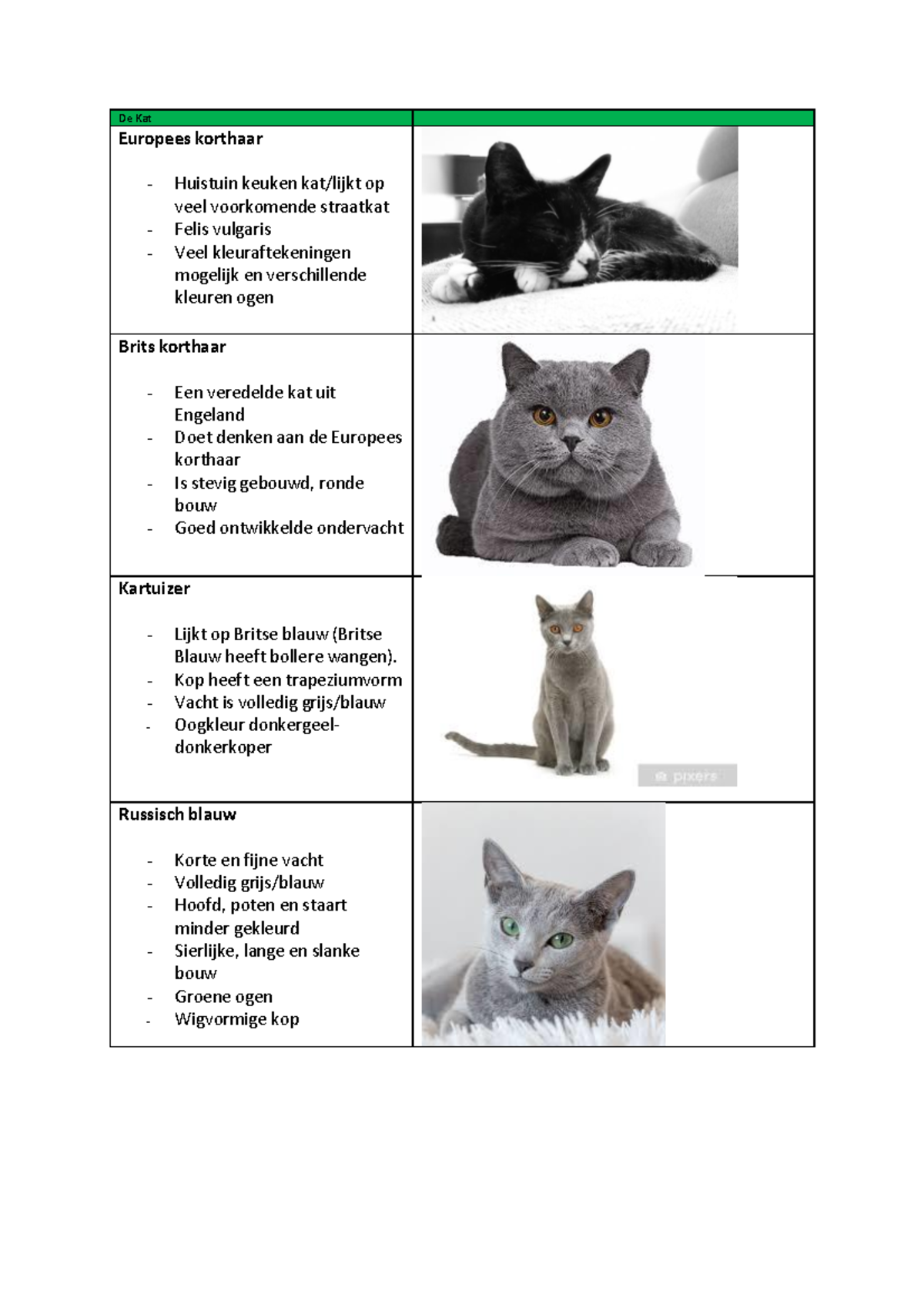 Kattenrassen Overzicht: Kenmerken en Soorten Rassen - Studocu