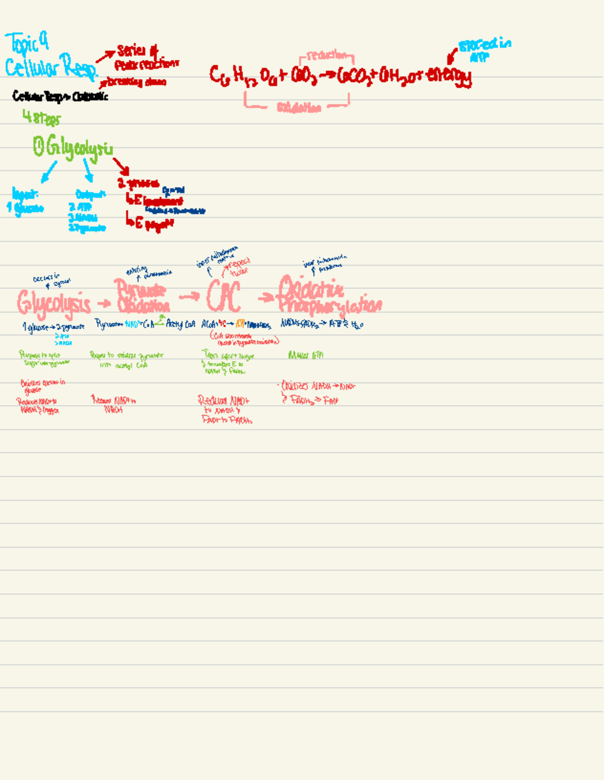 Final Exam Notes - Bio 101 Cellular Respiration Process - Studocu