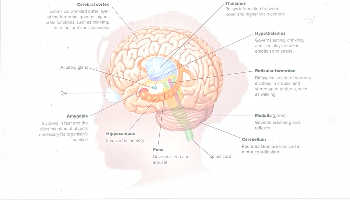 Cerebral cortex - structures - Cerebral cortex Thalamus Extensive ...