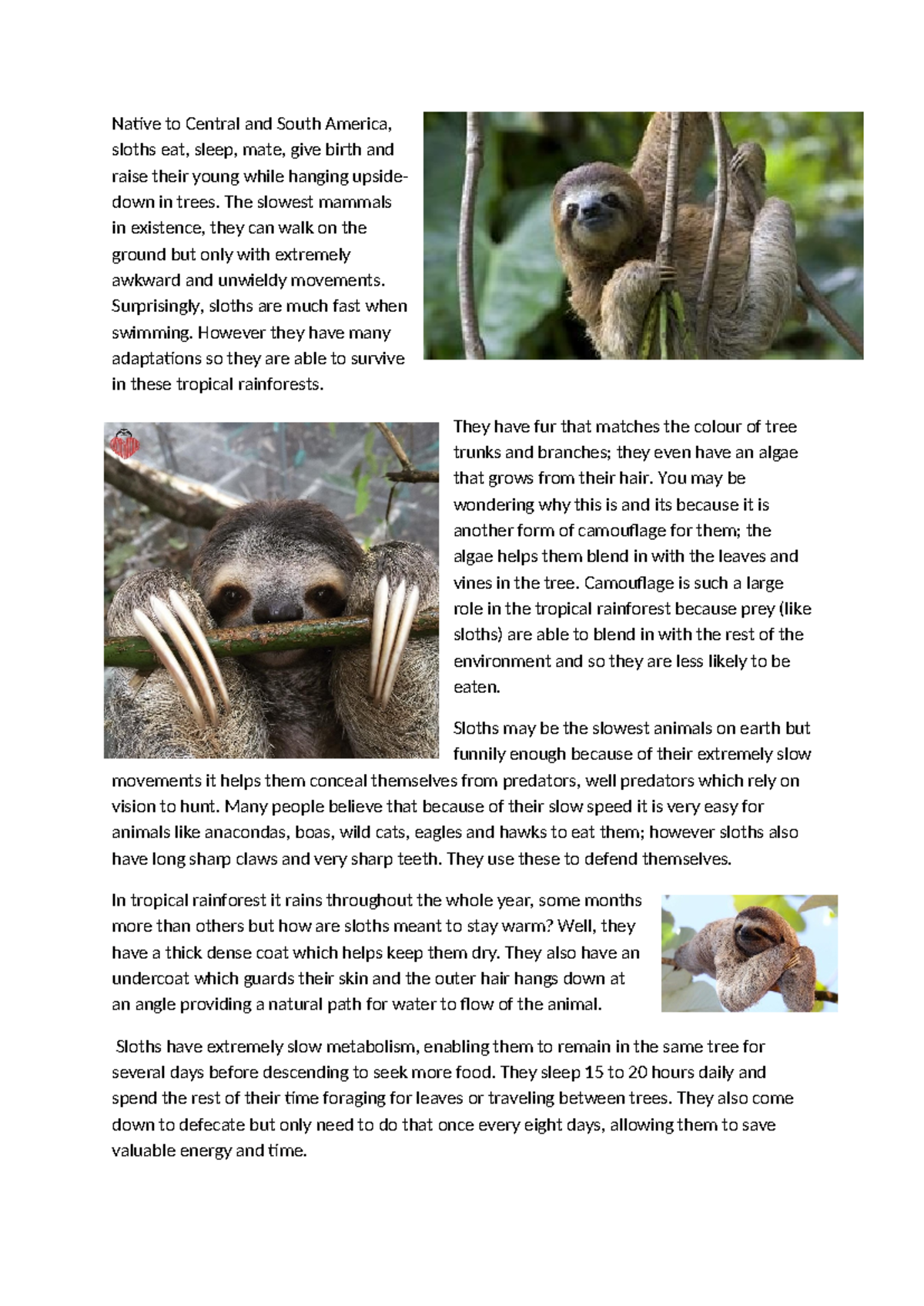 Sloths - uni - Native to Central and South America, sloths eat, sleep ...