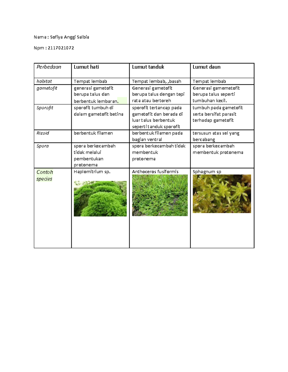 Perbandingan Lumut Hati, Lumut Tanduk & Lumut Daun: Analisis Perbedaan ...
