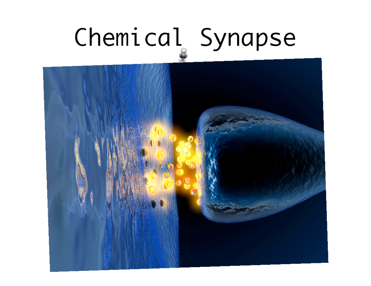 U4L4 - Understanding Chemical Synapses and Synaptic Transmission - Studocu