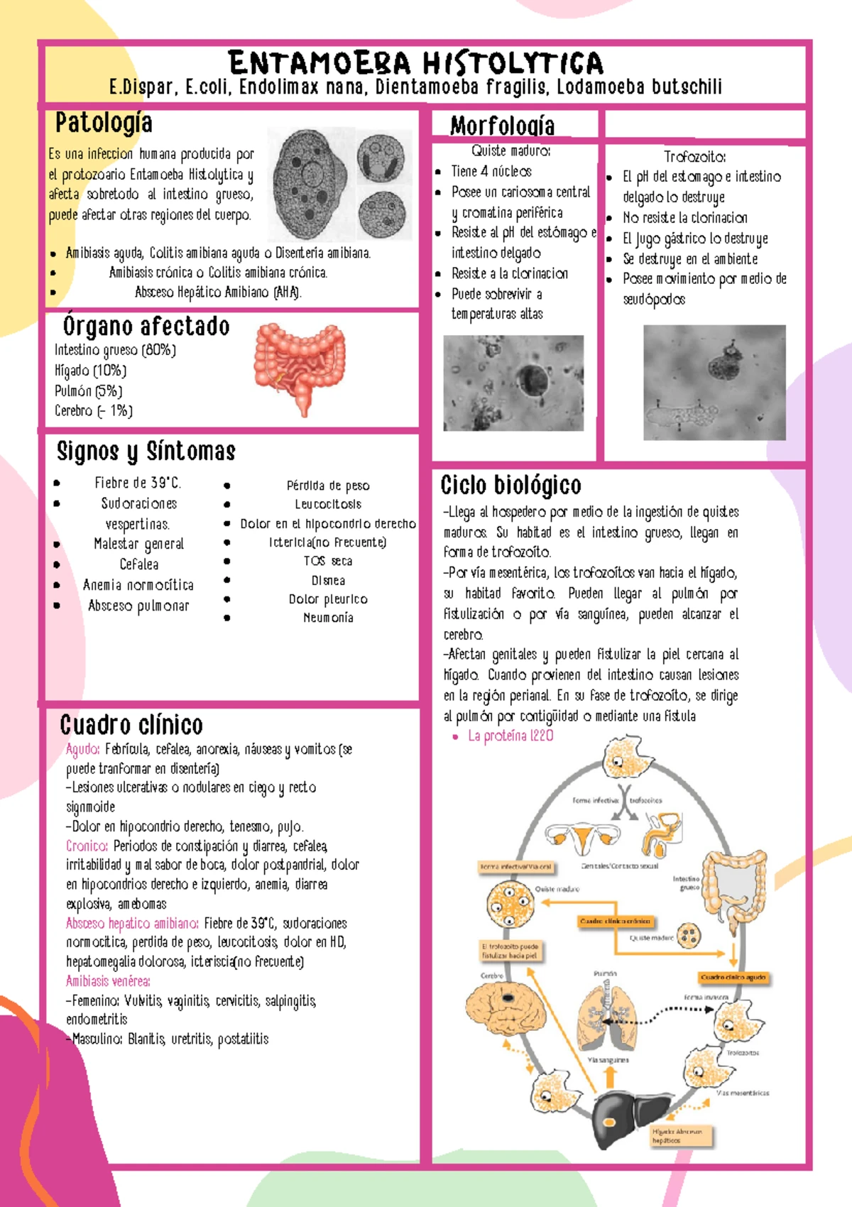 Mapa Conceptual de Amebas Libres y su Epidemiología y Tratamiento - Studocu