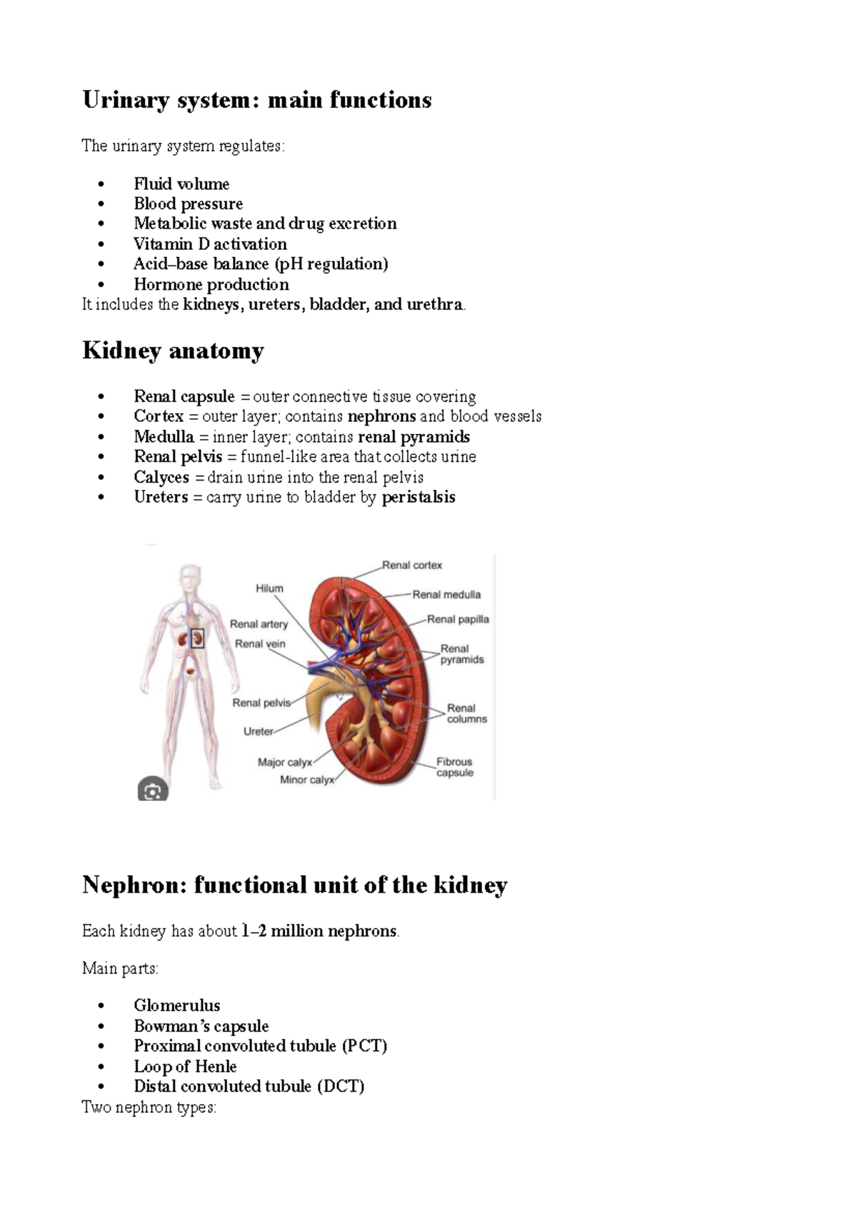 Urinary System - Chapter Summary (BIO 101) - Studocu