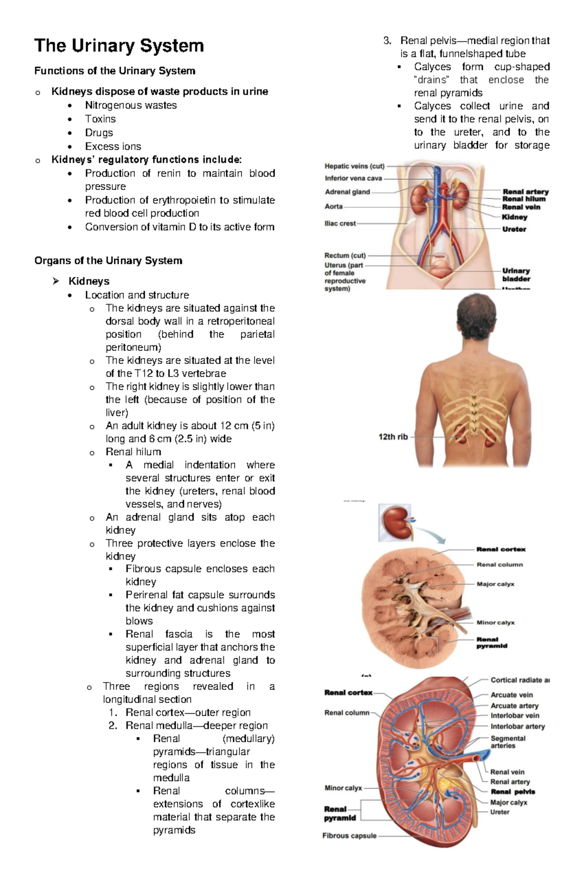 SKIN AND BODY MEMBRANES: Functions and Structures Overview - Studocu