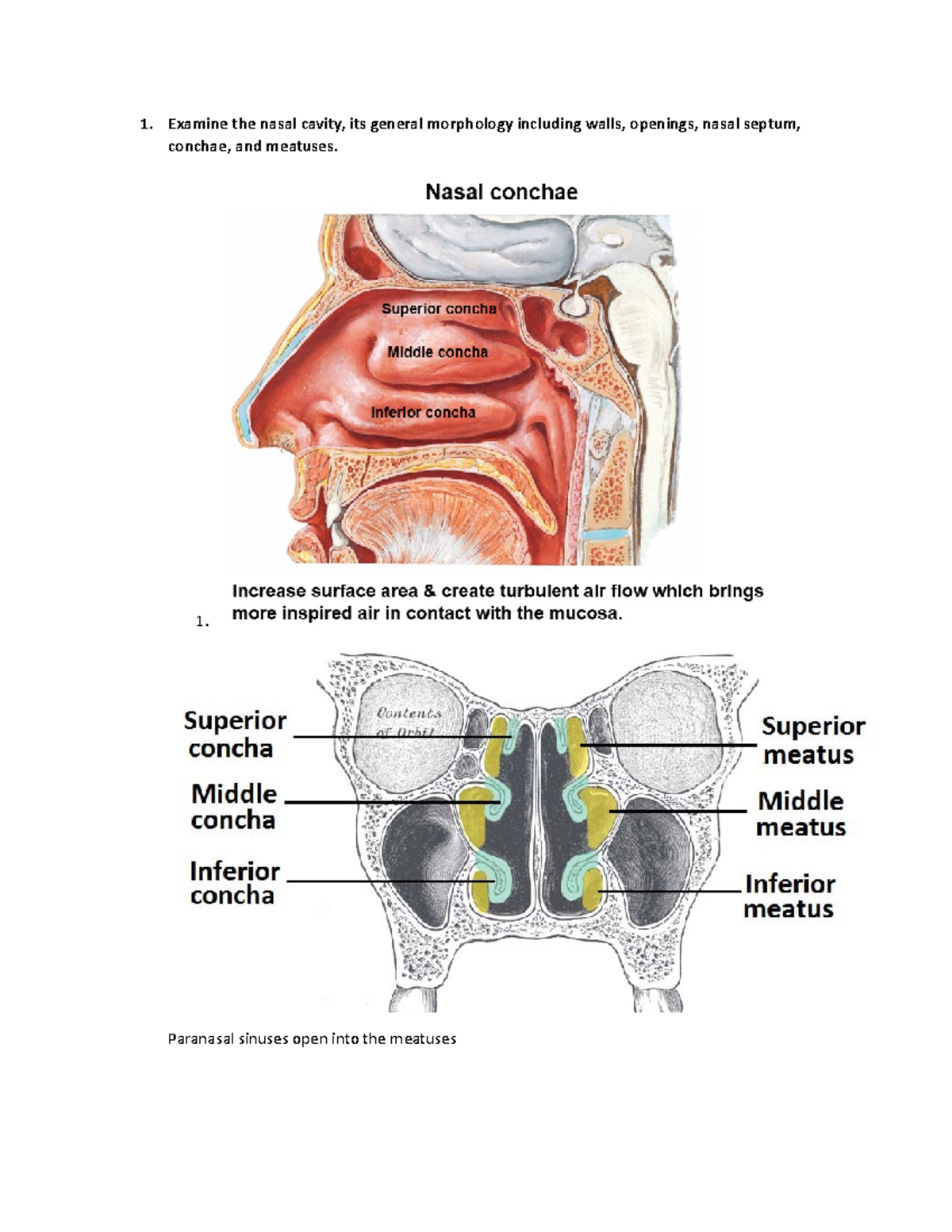 Superior Nasal Meatus Function
