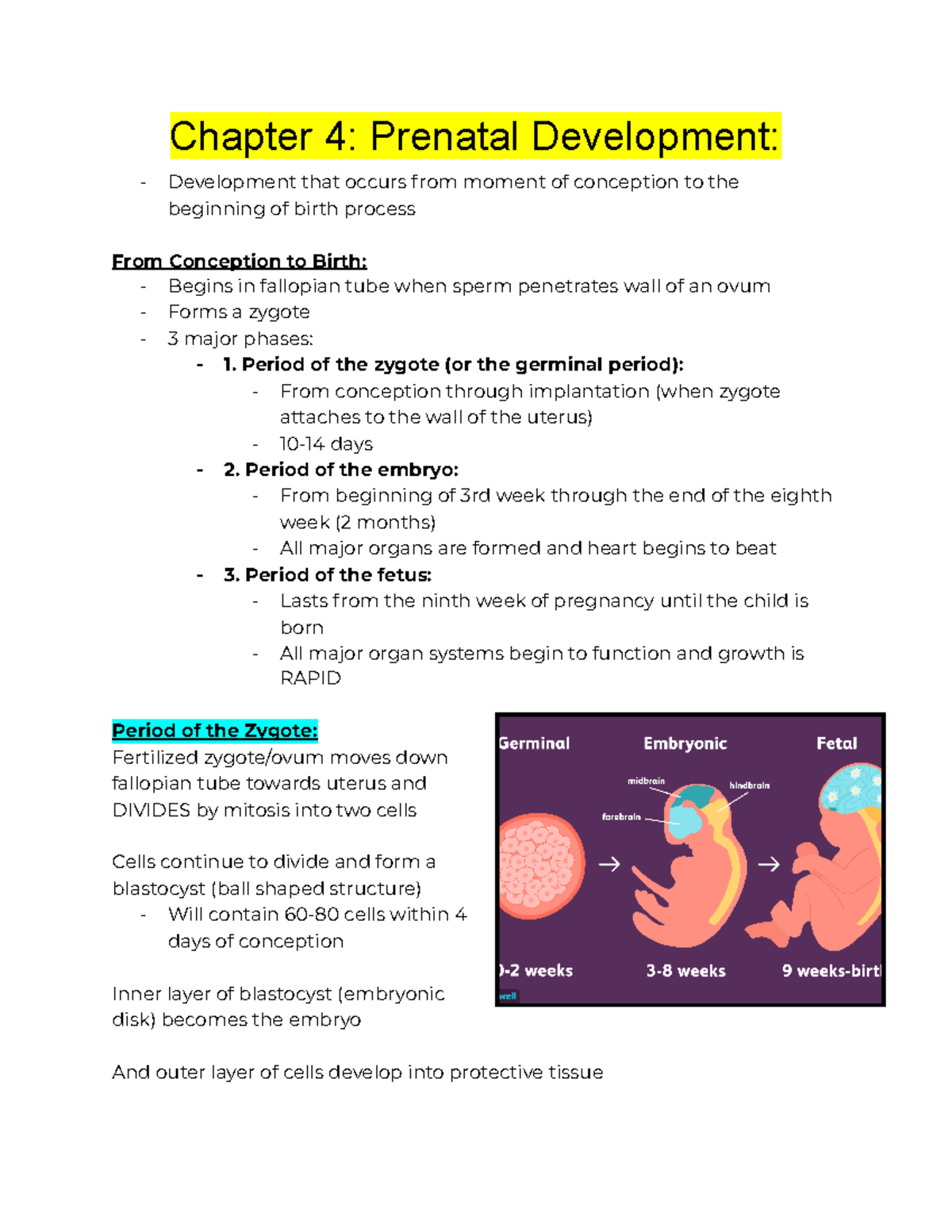 Midterm 1 - Study Guide: Prenatal Development Insights (Lecture 1-5 ...