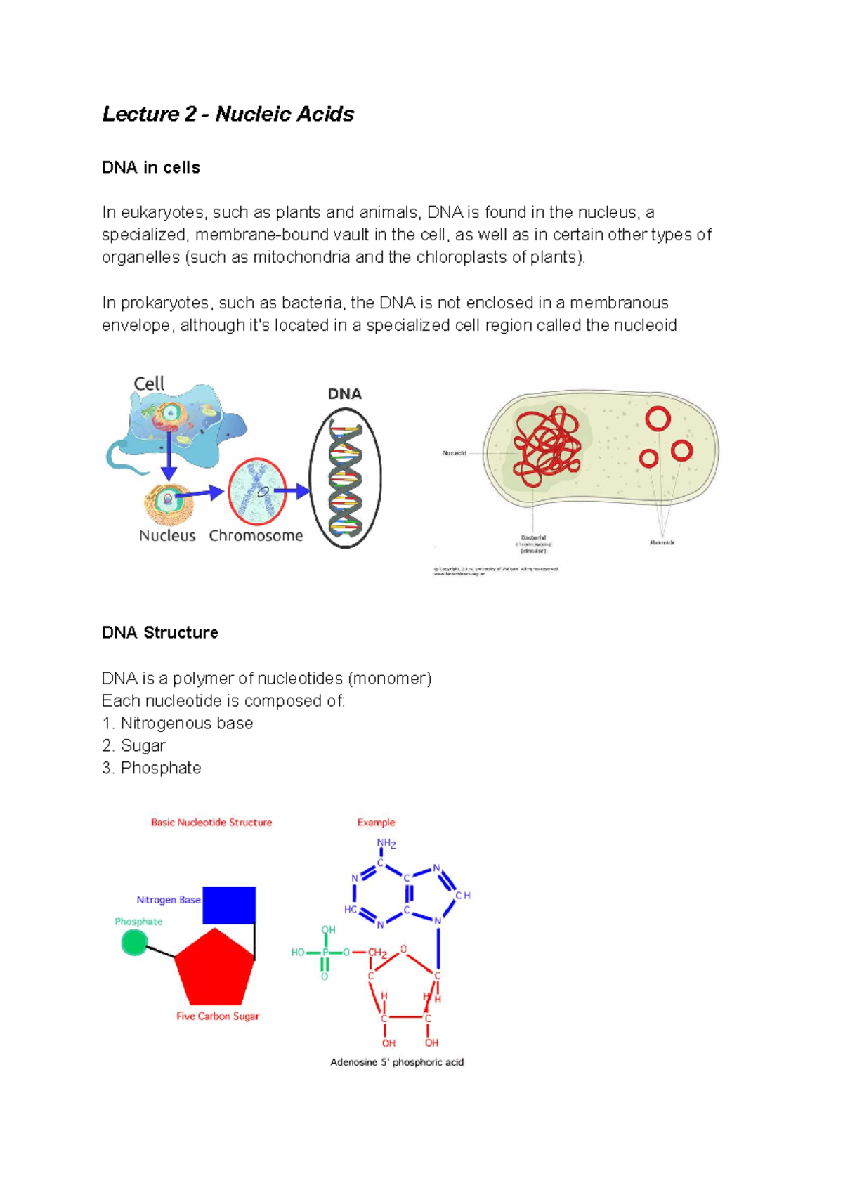 BN2301 Lecture 2: Nucleic Acids and DNA Structure - Studocu