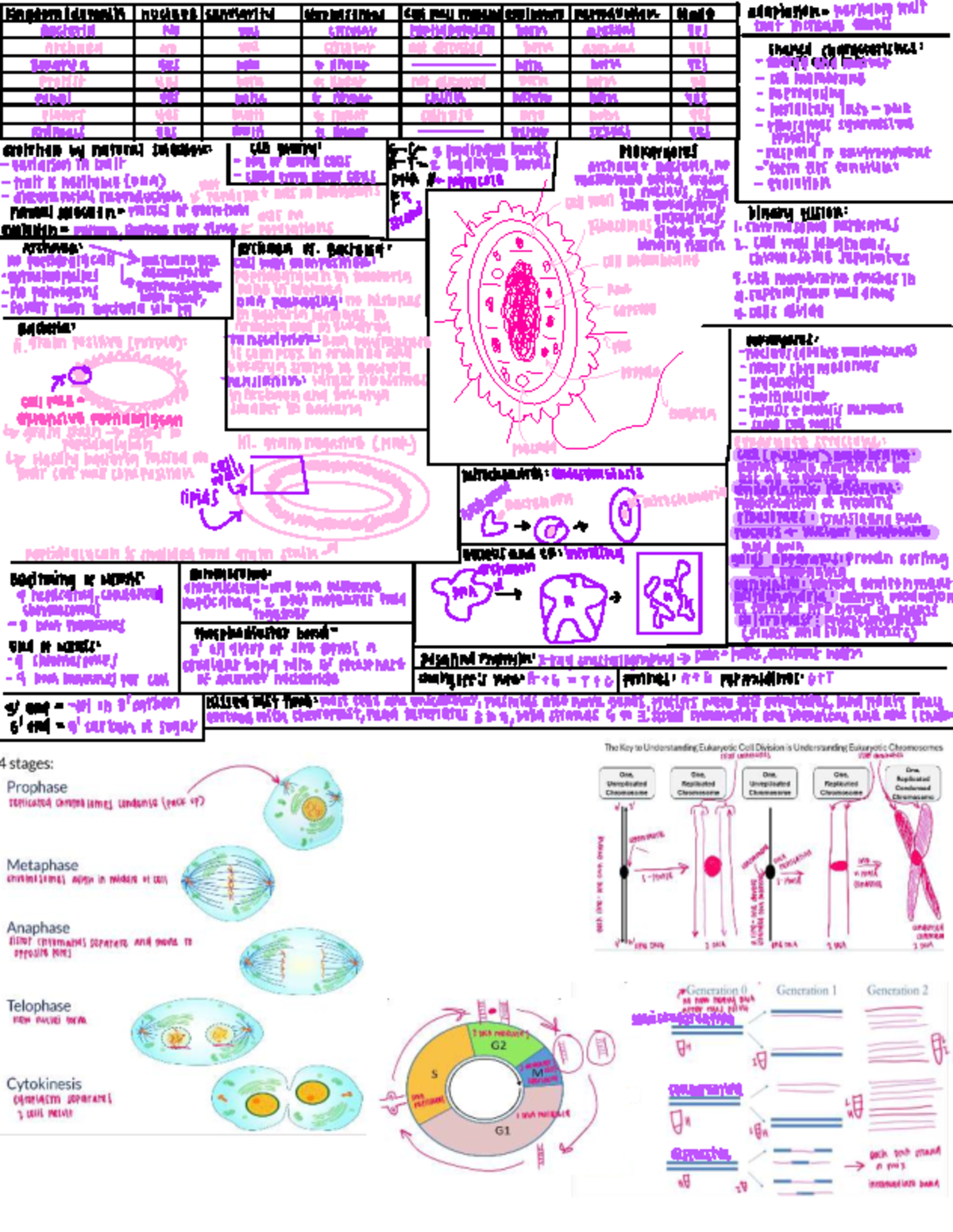 Bio Buddy Exam 4: Key Concepts in Evolution and Genetics - Studocu