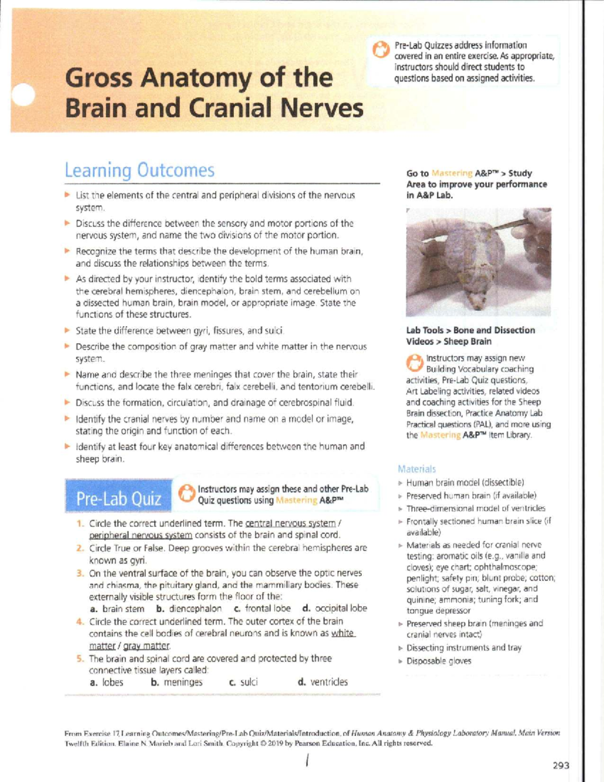 Lab 12: Gross Anatomy of the Brain and Cranial Nerves - Learning ...