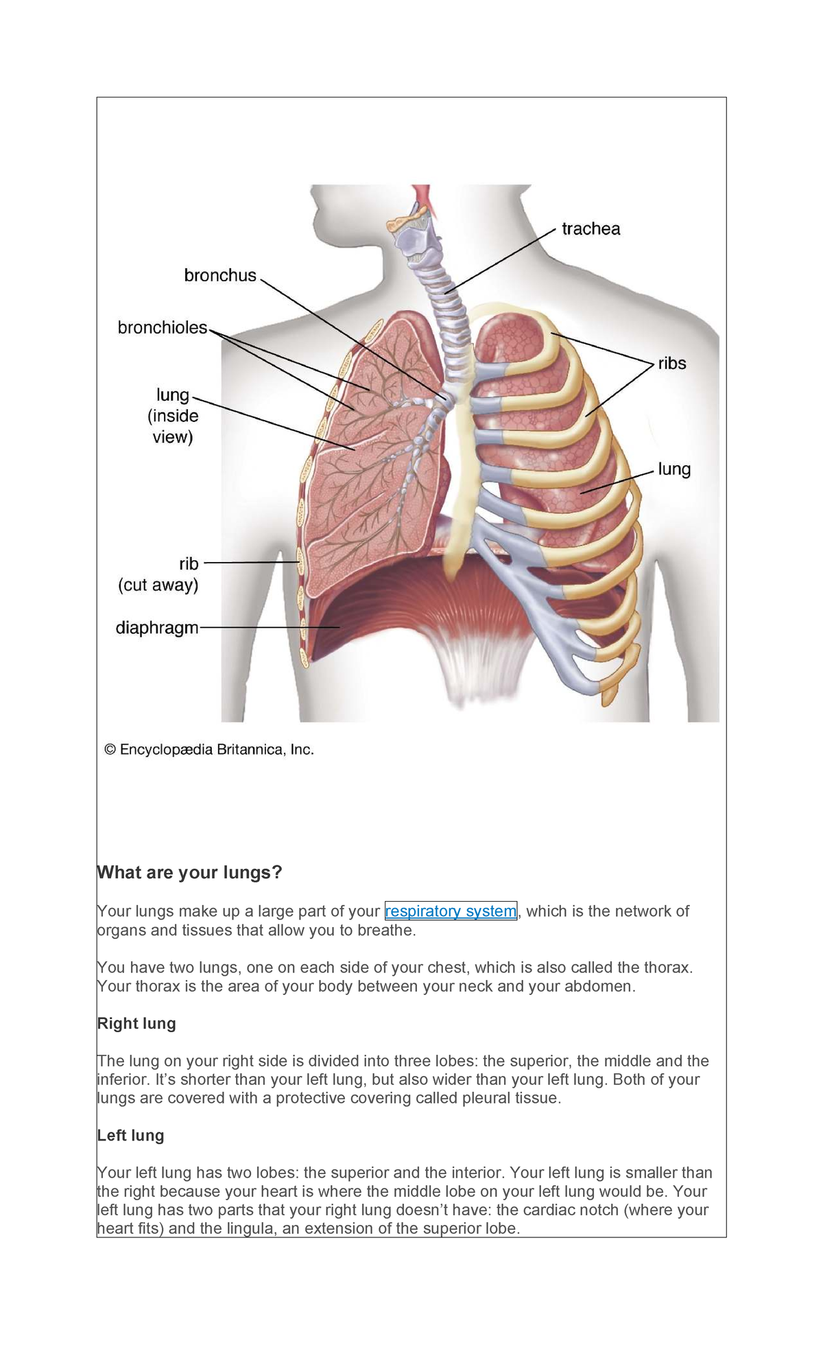 The Lungs: Anatomy and Function Notes (BIO 101) - Studocu