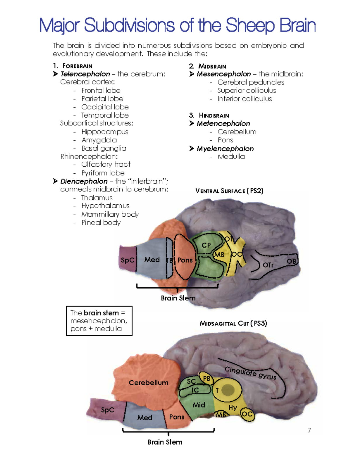 Sheep Brain Anatomy: Major Subdivisions & Functions (PS2) - Studocu