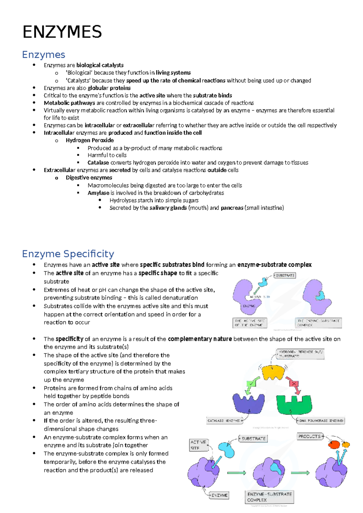 ENZ 101: Comprehensive Guide to Enzymes and Their Functions - Studocu