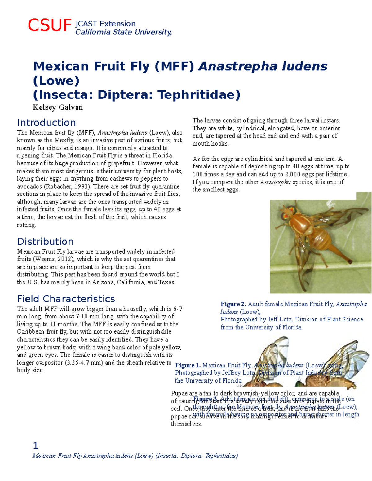 Plant 163 Fact Sheet: Mexican Fruit Fly (_Anastrepha ludens_) Overview ...