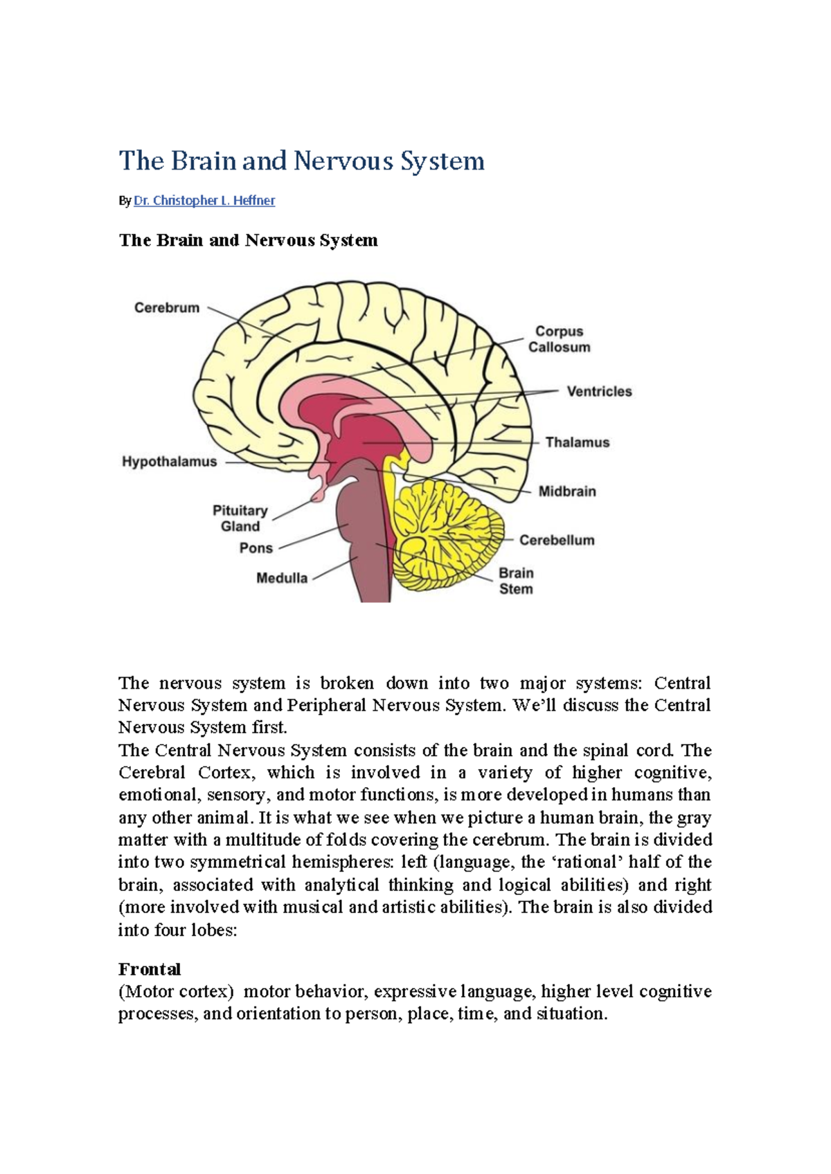 The Brain and Nervous System: Key Functions and Structures - Studocu