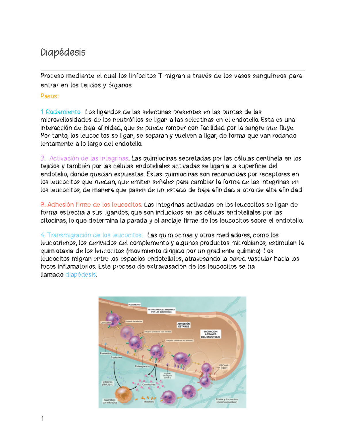 Histología De La Diapédesis