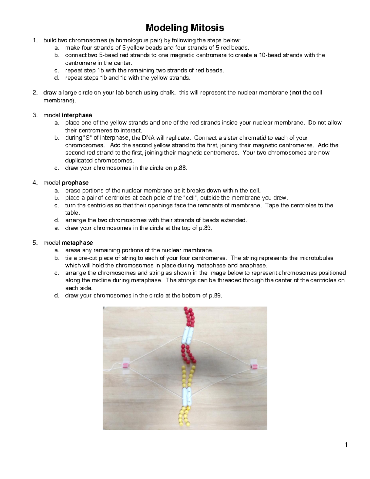 Modeling Mitosis and Meiosis Protocol F22 - Studocu