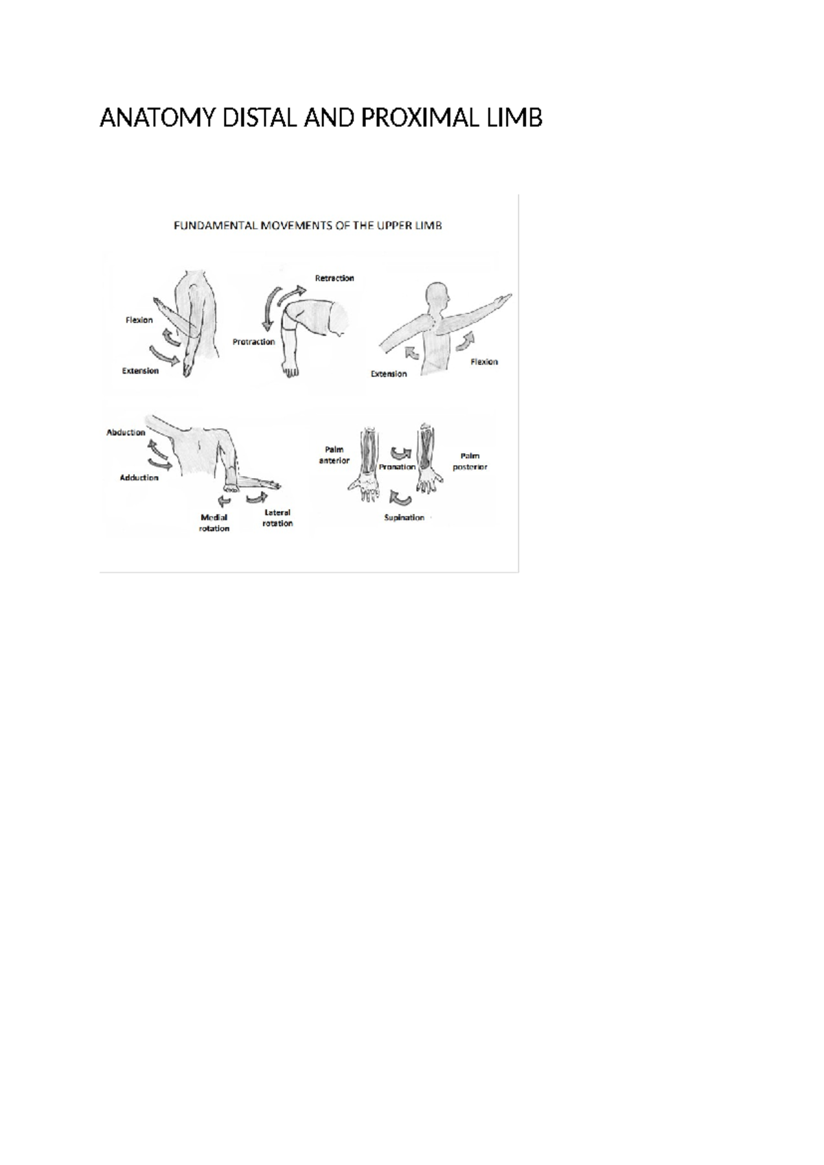 Anatomy Distal AND Proximal LIMB - ANATOMY DISTAL AND PROXIMAL LIMB ...