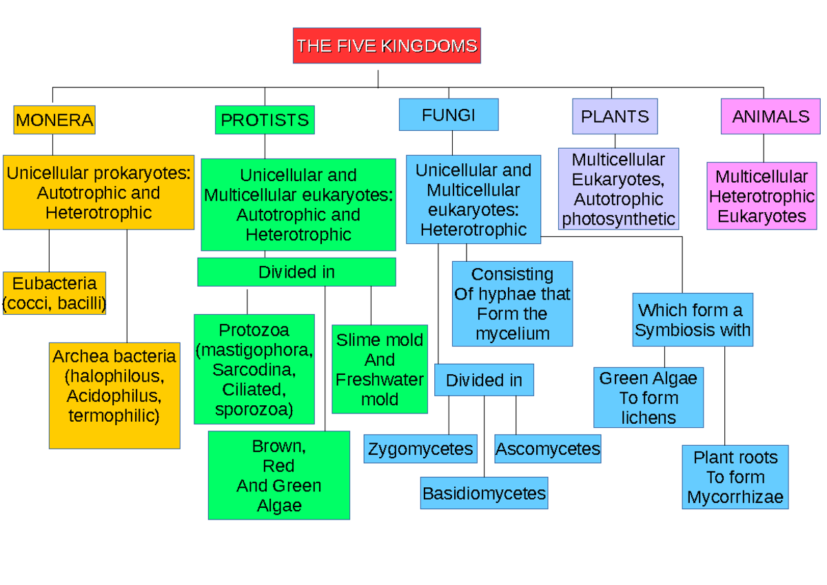 Kingdom Map - THE FIVE KINGDOMSTHE FIVE KINGDOMS Eubacteria (cocci ...