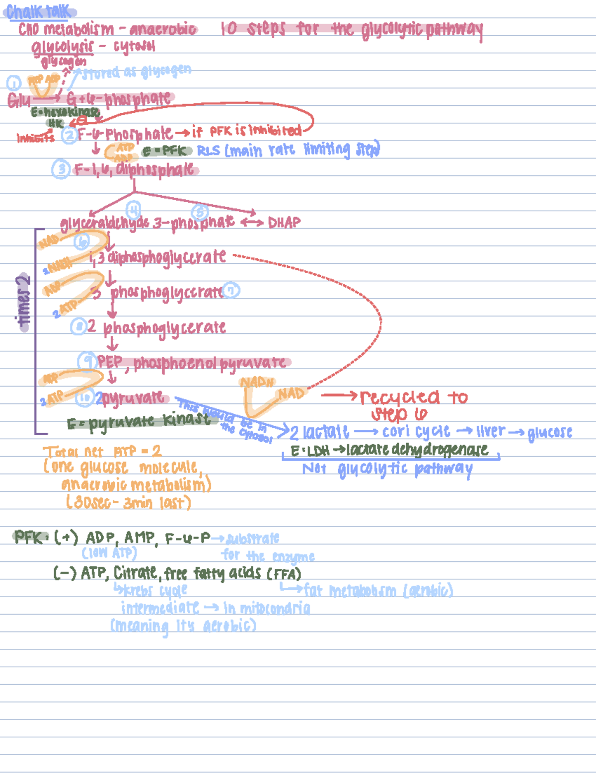 9.4.25 Class Notes: Glycolytic Pathway & CHO Metabolism Overview - Studocu