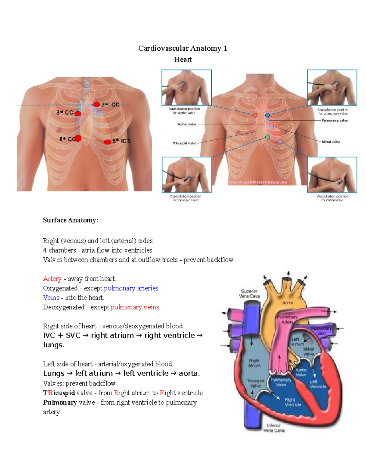 Heart Valve Surface Anatomy