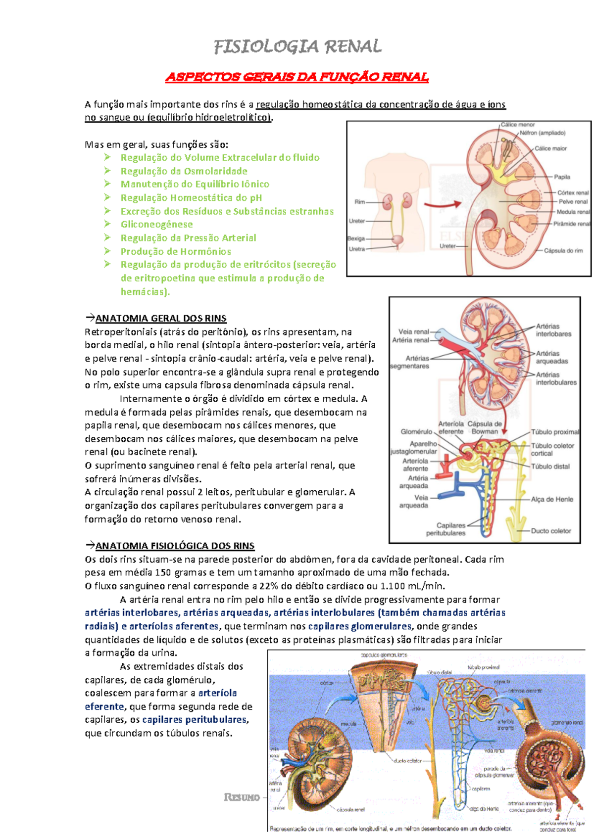 Resumo da Fisiologia Renal - [Fisio 101] Funções e Anatomia dos Rins ...