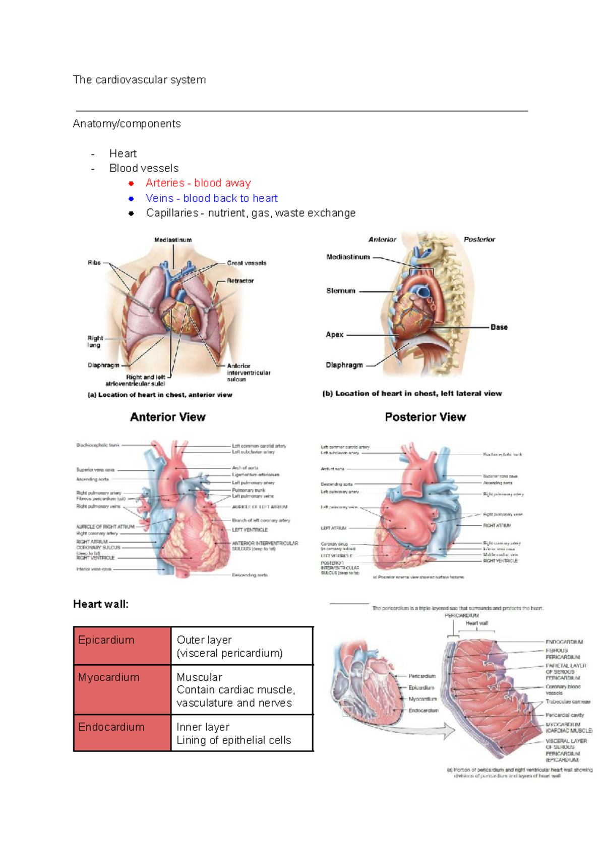 Human Bioscience: Cardiovascular System Summary Notes (BIO 101) - Studocu