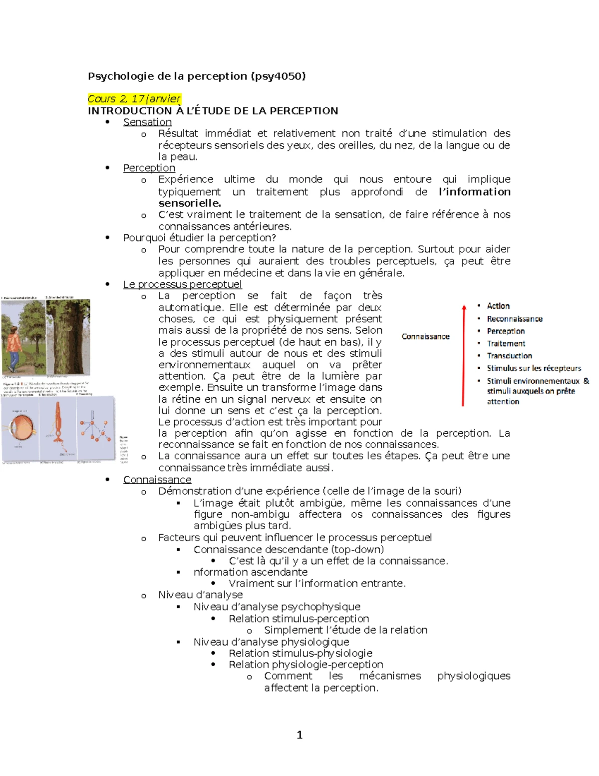 Résumé Examen 1 - PSY4051 Psycho de la Perception - Studocu
