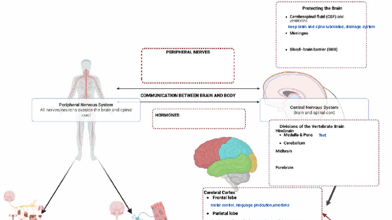 Fuctions and parts of the brain - PSYU2236 - Studocu