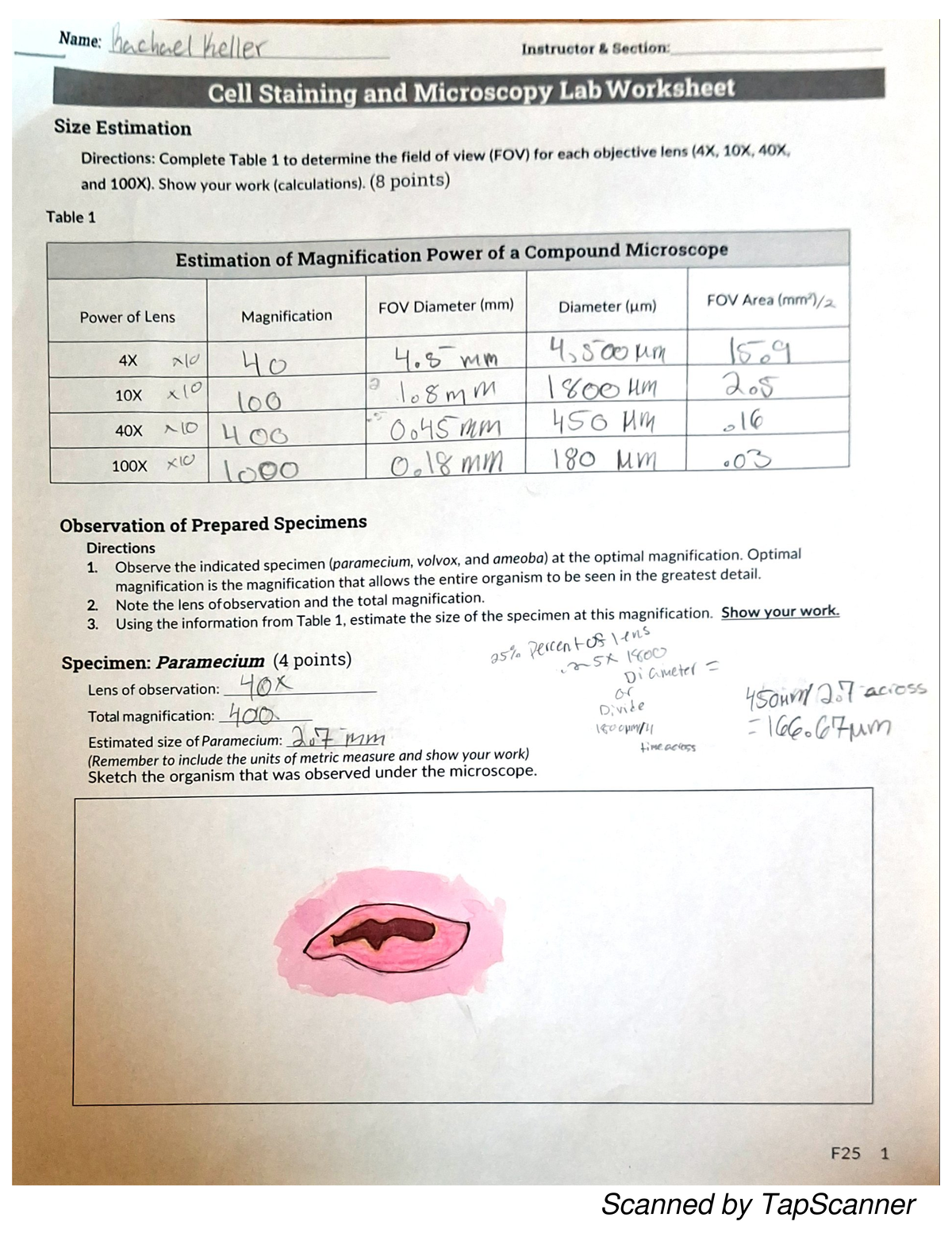Cell Staining and Microscopy Lab Worksheet (e e G ST) - Studocu