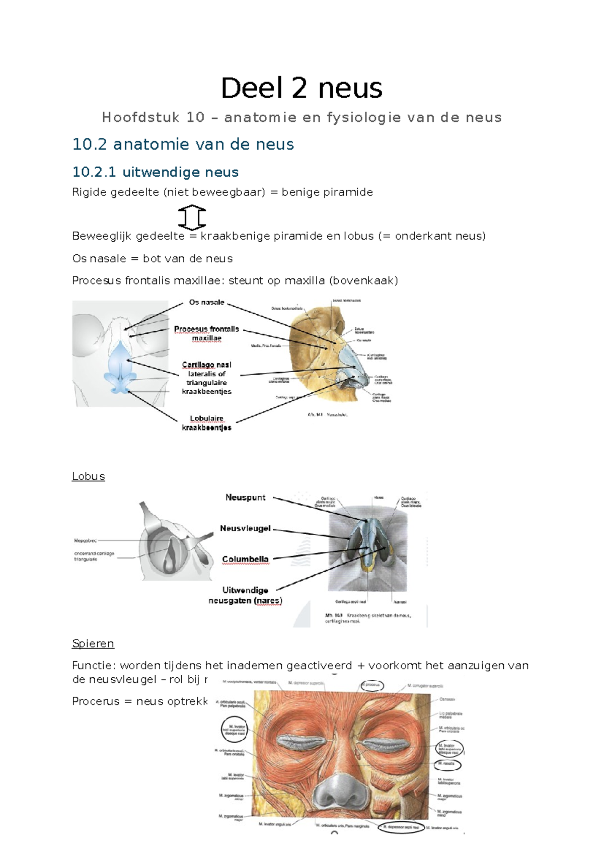 Samenvatting Hoofdstuk 10 Anatomie en Fysiologie van de Neus - Studocu