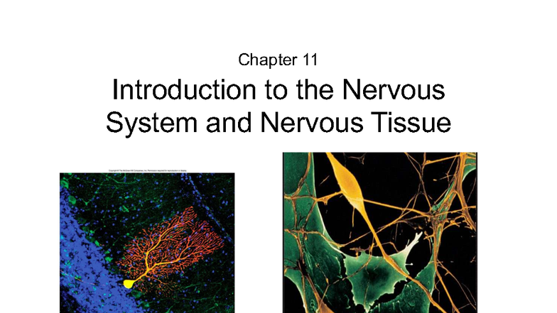 Ch 11 - Nervous System Structure & Function Lecture Notes - Studocu