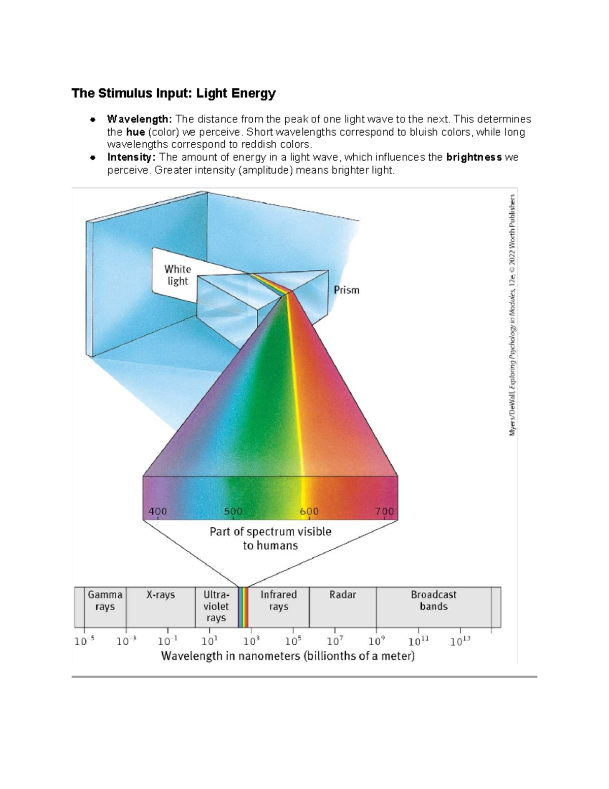 PSY 101: Lecture Notes on Vision and Light Processing - Studocu