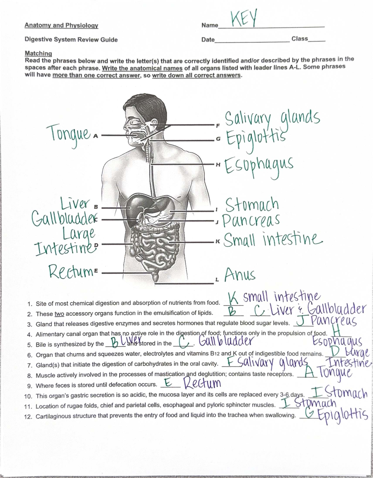 Digestive System Review Guide (BIO 101) - Key Concepts and Matching ...