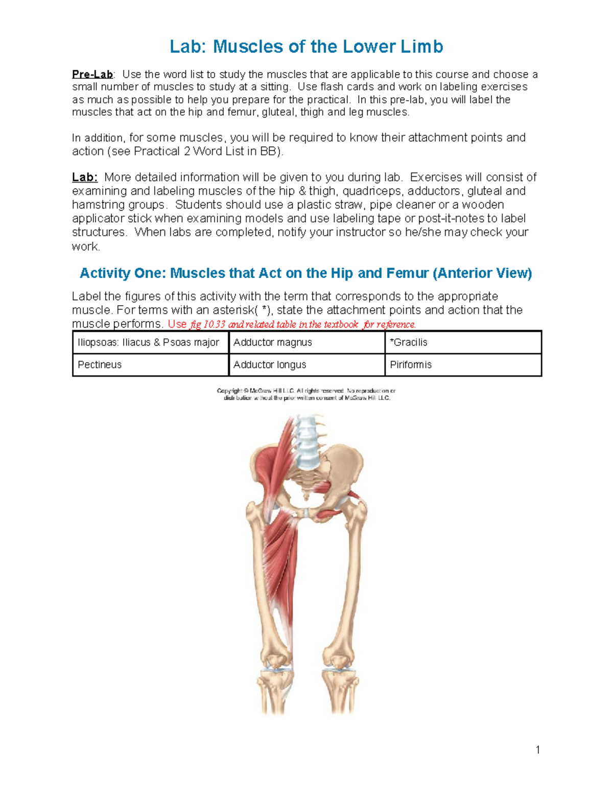 Lab: Muscles of the Lower Limb - Studocu