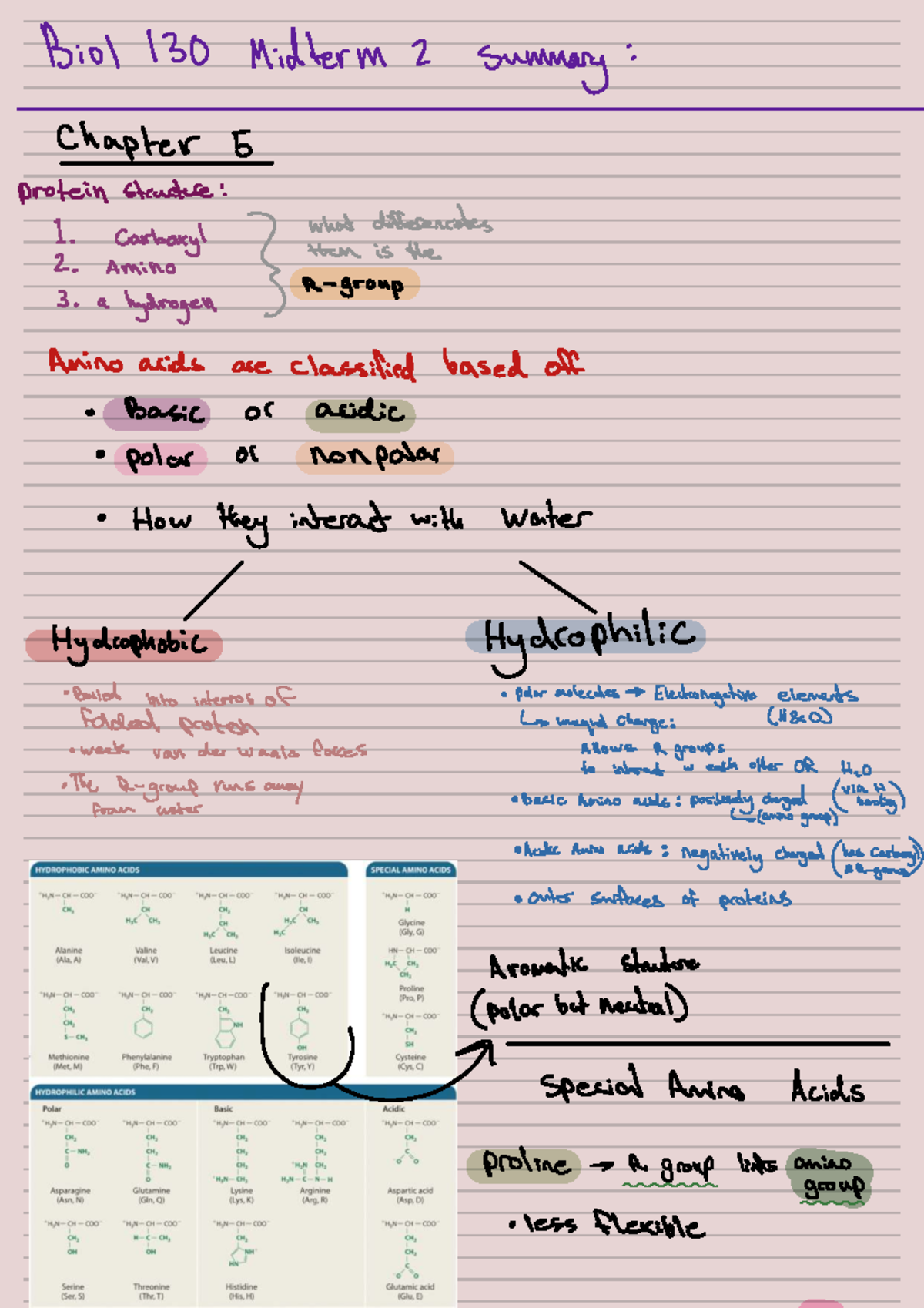 Biol 130 Midterm 2 Summary: Protein Structure and Cellular Respiration ...