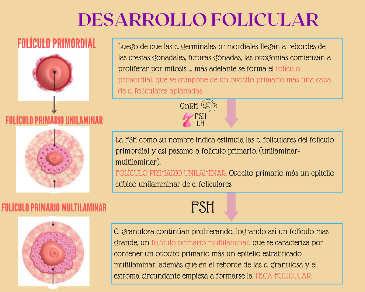 Desarrollo Folicular - listo - FOLÍCULO PRIMORDIAL DESARROLLO FOLICULAR ...