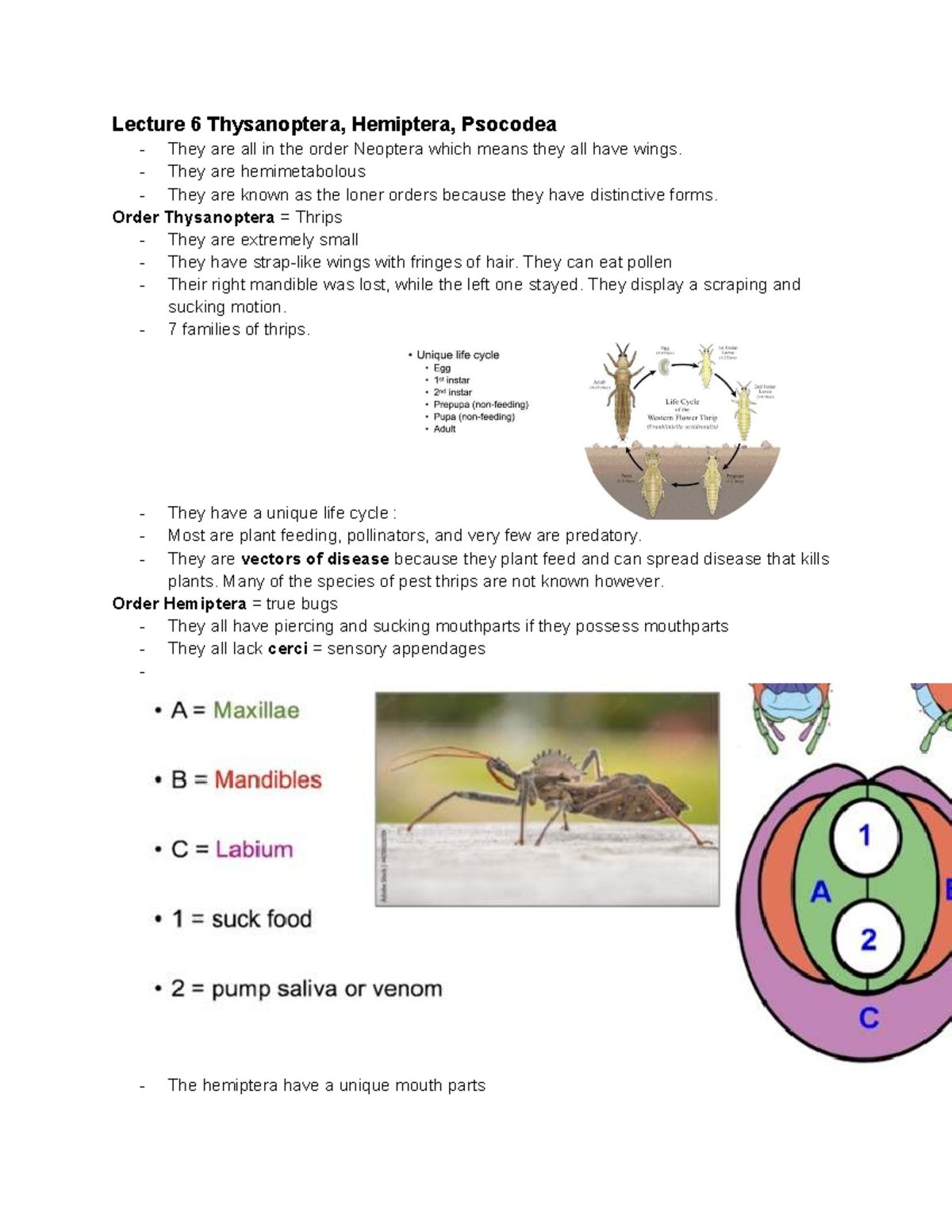 Lecture Notes on Insect Orders: Neuroptera, Hymenoptera, Coleoptera ...