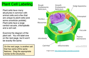 Nutrient Cycling in the Serengeti - To use this document, first read