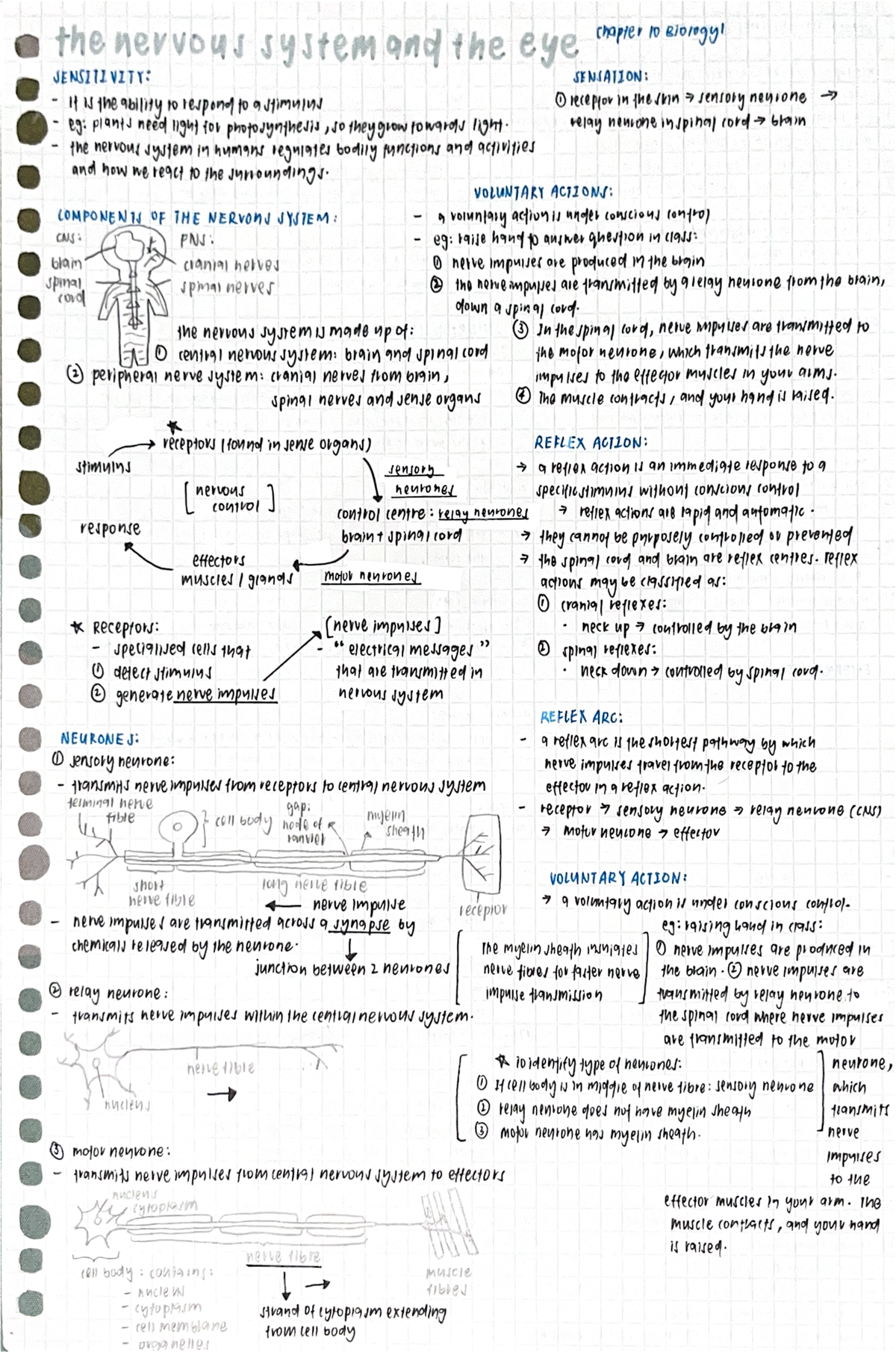 Biology Chapter 10: Nervous System and Eye Notes - Studocu