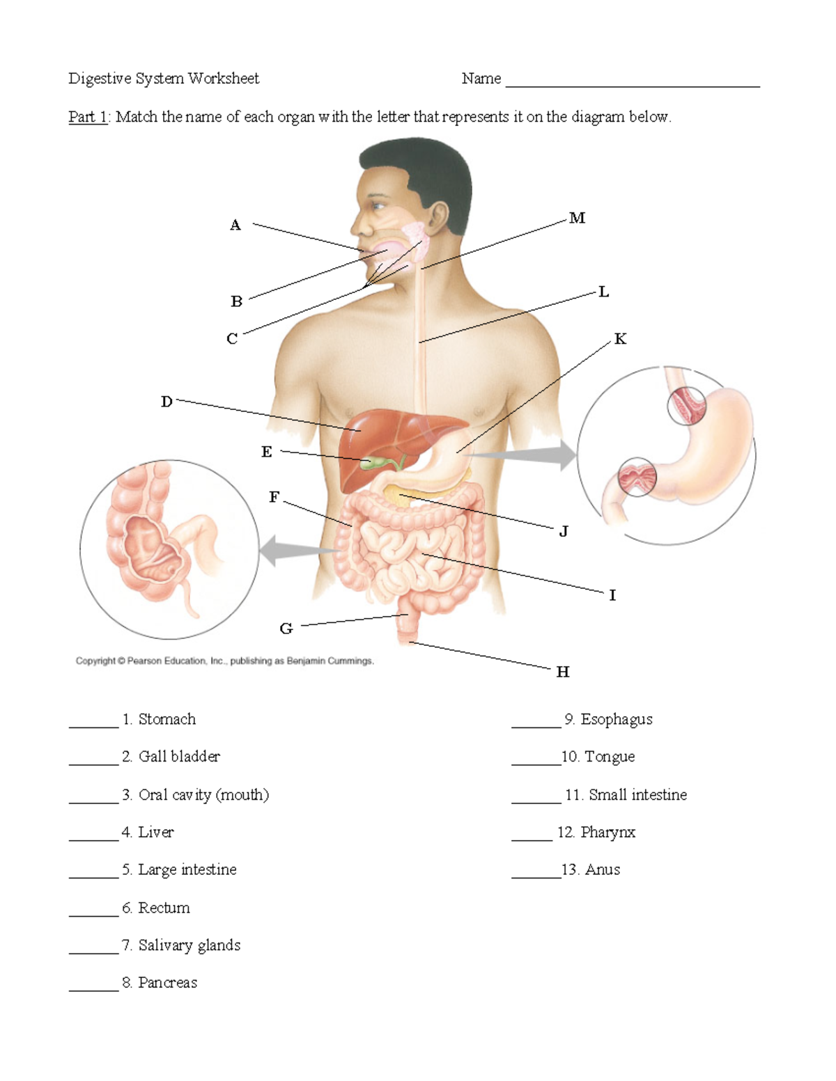 Digestive System Homework: Worksheet & Questions Review - Studocu
