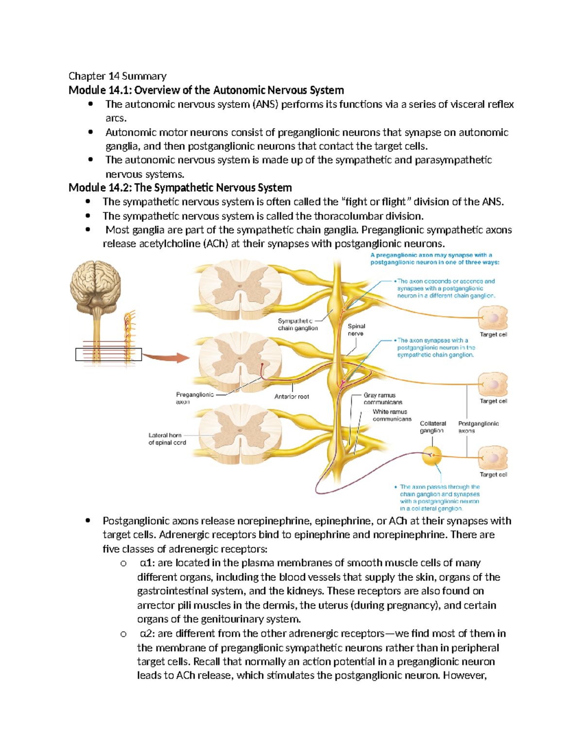 Chapter 14 Summary: Overview of the Autonomic Nervous System - Studocu