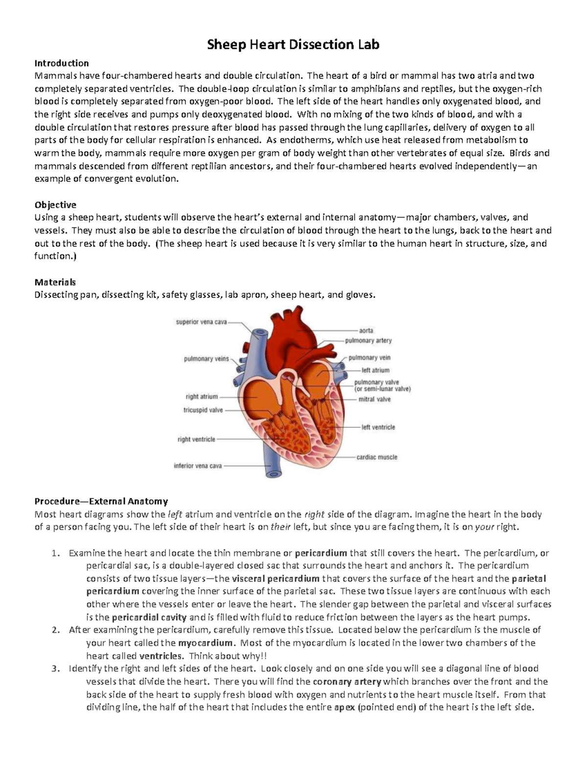 Sheep Heart Dissection Worksheet Answers Sheep Heart Dissection