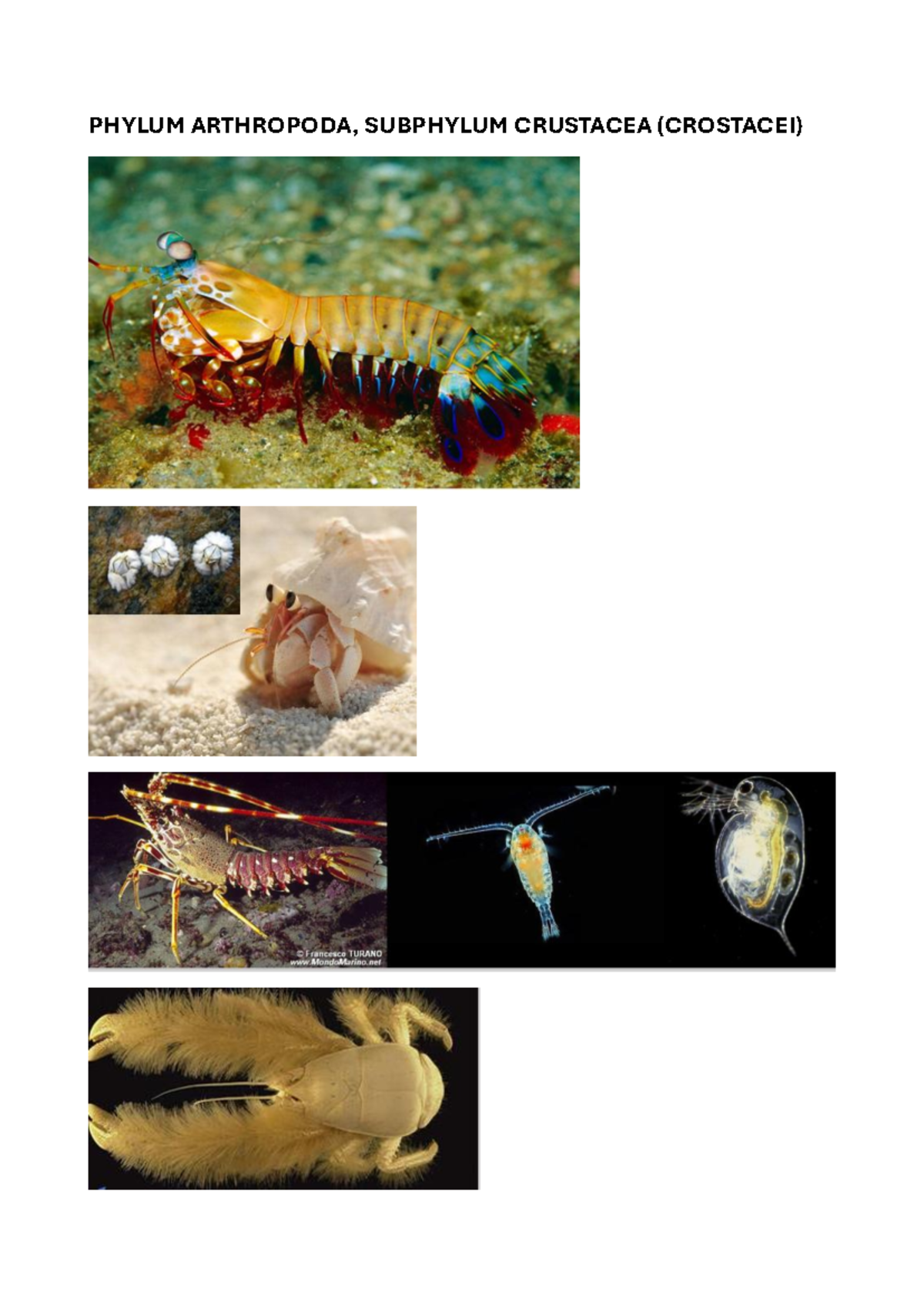 PHYLUM ARTHROPODA: CRUSTACEA & INSECT DIVERSITY STUDY - Studocu