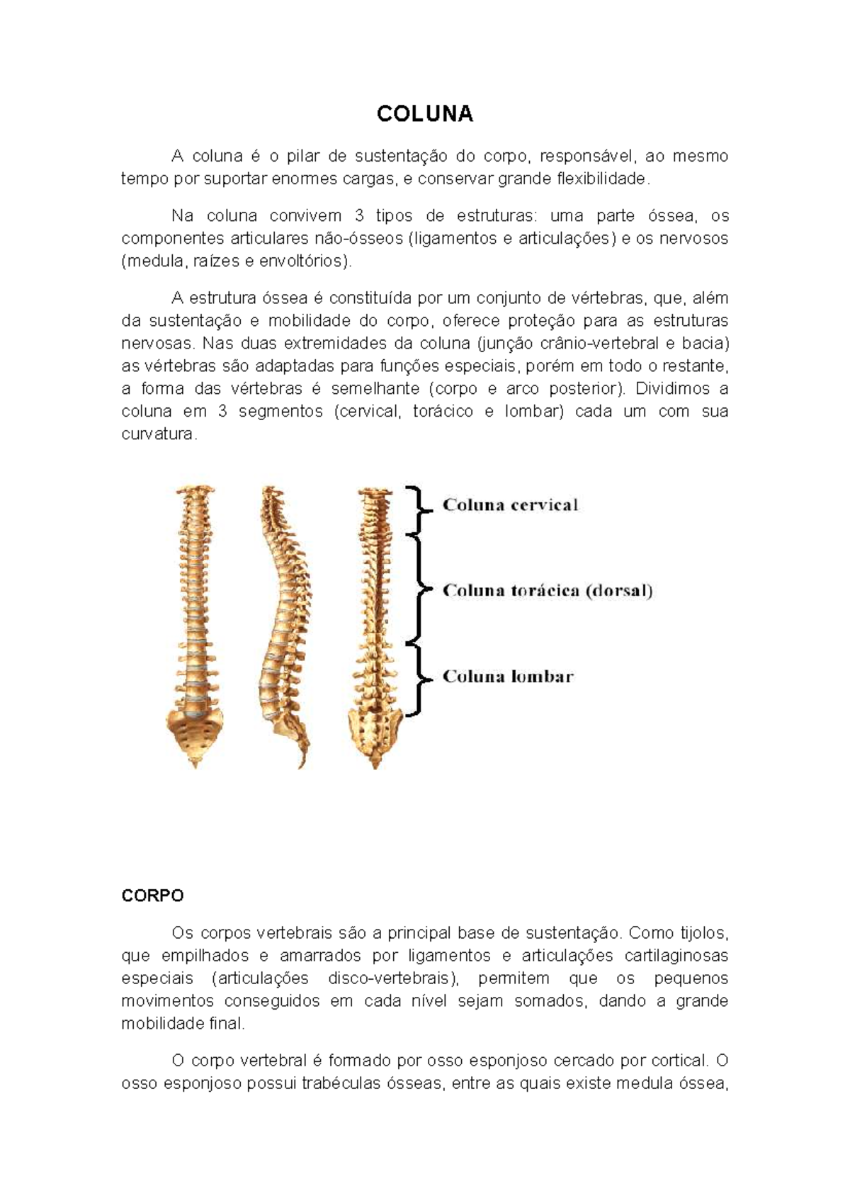 Anatomia e Métodos de Imagem da Coluna Vertebral - Estudo Completo ...