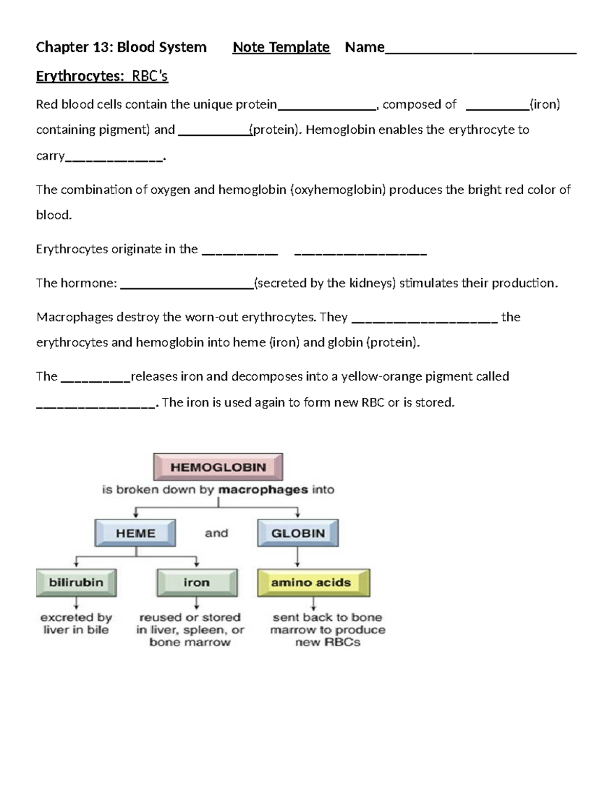 Chapter 13: Blood System Notes (MT 13) - Erythrocytes & Leukocytes ...