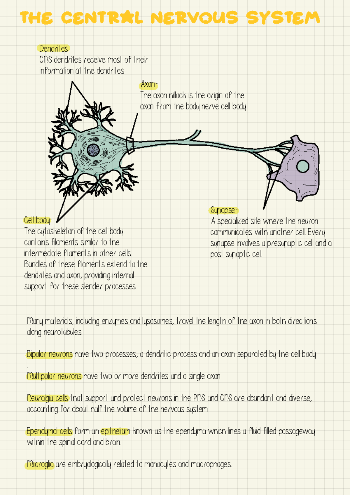 CNS Overview: Structure and Functions of the Central Nervous System ...